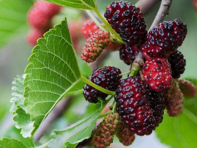 Шелковица купить саженцы из питомнике в Полевском