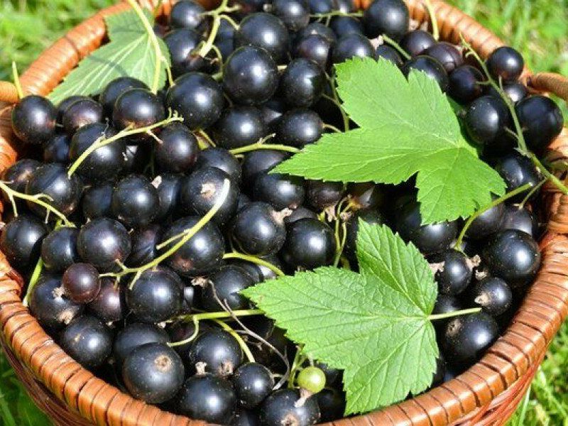 Смородина купить саженцы из питомника в Полевском