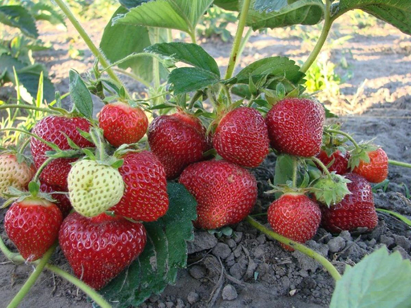Клубника купить саженцы из питомника в Полевском