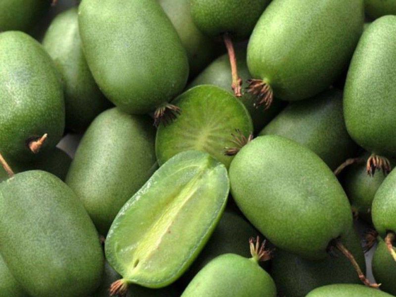 Актинидия купить саженцы из питомнике в Полевском