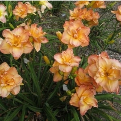 Лилейник "ФРАНСИС ДЖОЙНЕР"