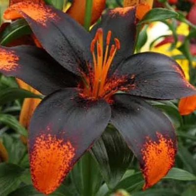 Лилия "ПАРИЖ ХАРТ" 3 штуки (размер 18/20)