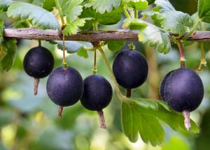 ЙОШТА