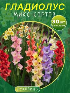 Гладиолус микс 30 штук