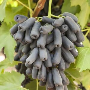 Виноград "АВАТАР"